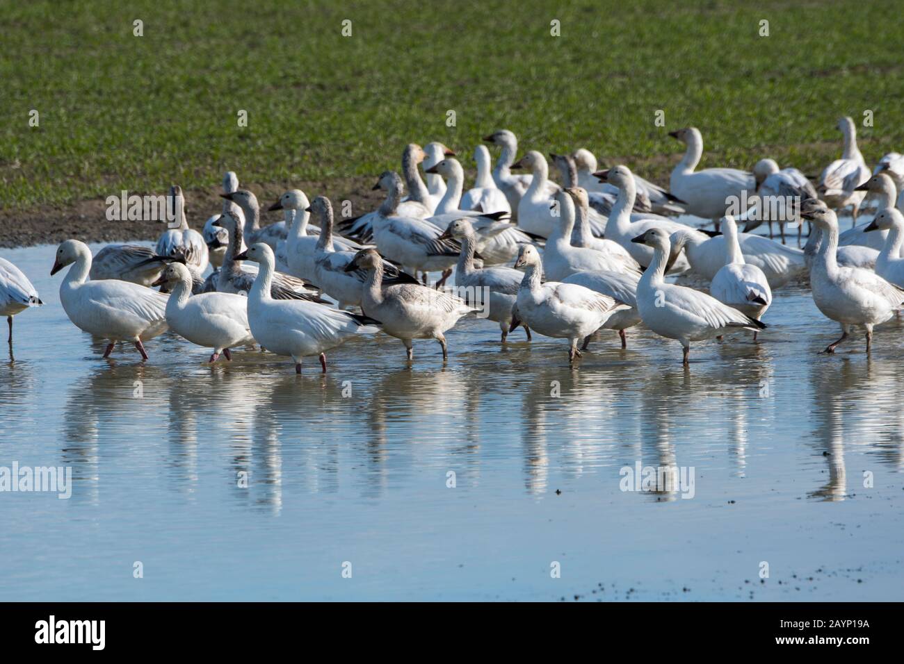 Oche da neve (Chen caerulescens) che si riflettono in una pozza d'acqua su un campo nella Skagit Valley vicino a Mount Vernon, Washington state, USA. Foto Stock Oche da neve (Chen caerulescens) che si riflettono in una pozza d'acqua su un campo nella Skagit Valley vicino a Mount Vernon, Washington state, USA. Foto Stock