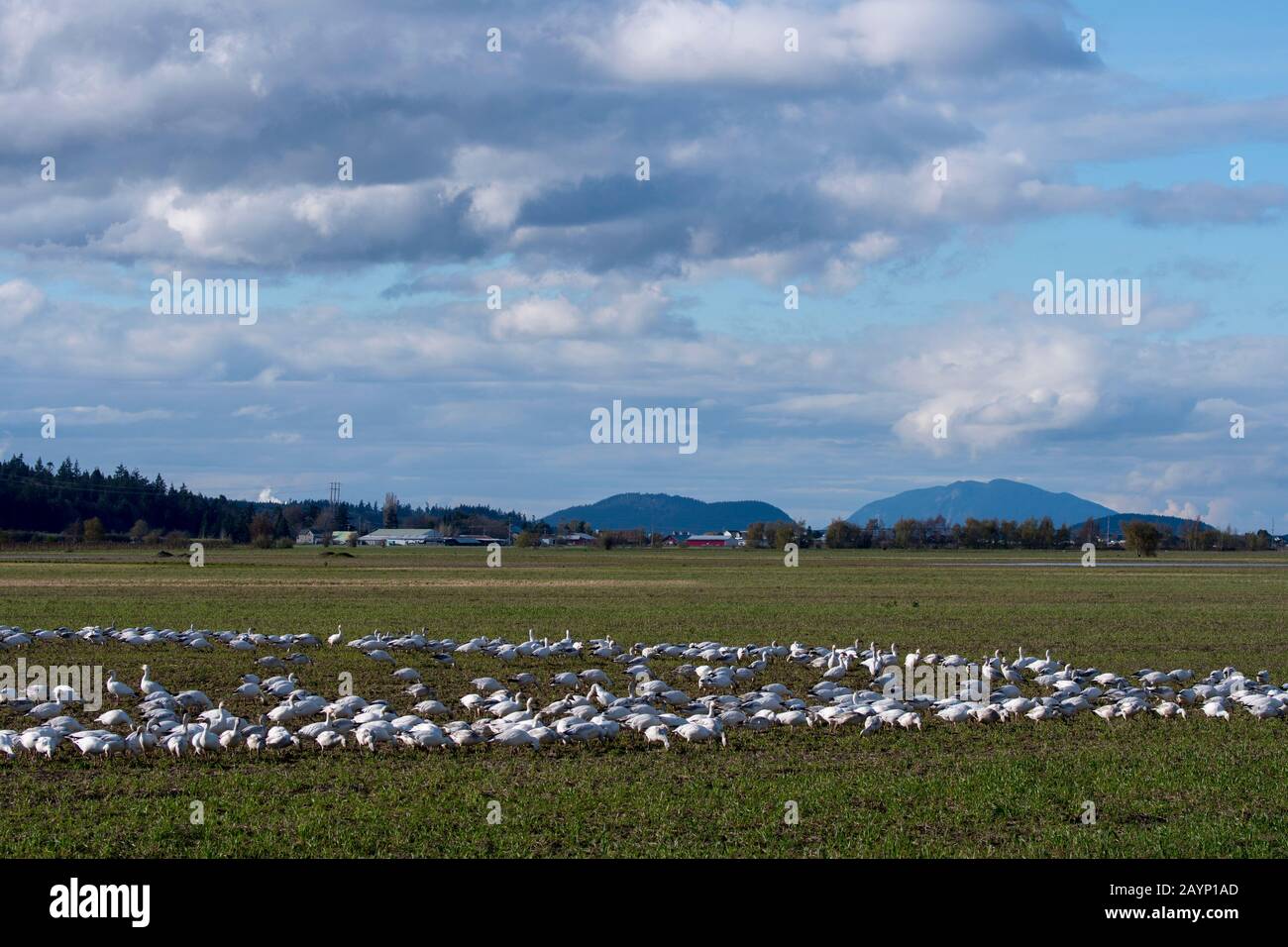 Un gregge di oche da neve (Chen caerulescens) che si nutrono di piante su un campo nella Skagit Valley vicino a Mount Vernon, Washington state, USA. Foto Stock Un gregge di oche da neve (Chen caerulescens) che si nutrono di piante su un campo nella Skagit Valley vicino a Mount Vernon, Washington state, USA. Foto Stock