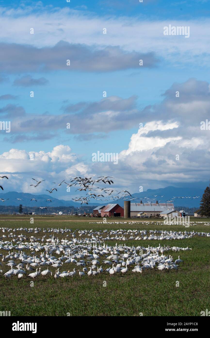 Oche da neve (Chen caerulescens) che si nutrono di piante e volano su un campo nella Skagit Valley vicino a Mount Vernon, Washington state, USA con una fattoria in Foto Stock Oche da neve (Chen caerulescens) che si nutrono di piante e volano su un campo nella Skagit Valley vicino a Mount Vernon, Washington state, USA con una fattoria in Foto Stock