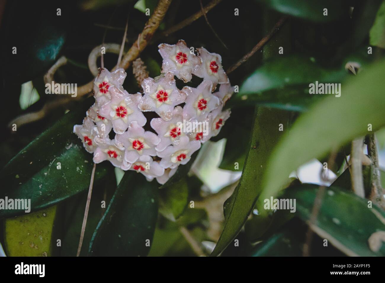 Fiore di Hoya Vines, stupefacente pianta interna di arrampicata per una decorazione domestica di tema di tempo di primavera Foto Stock