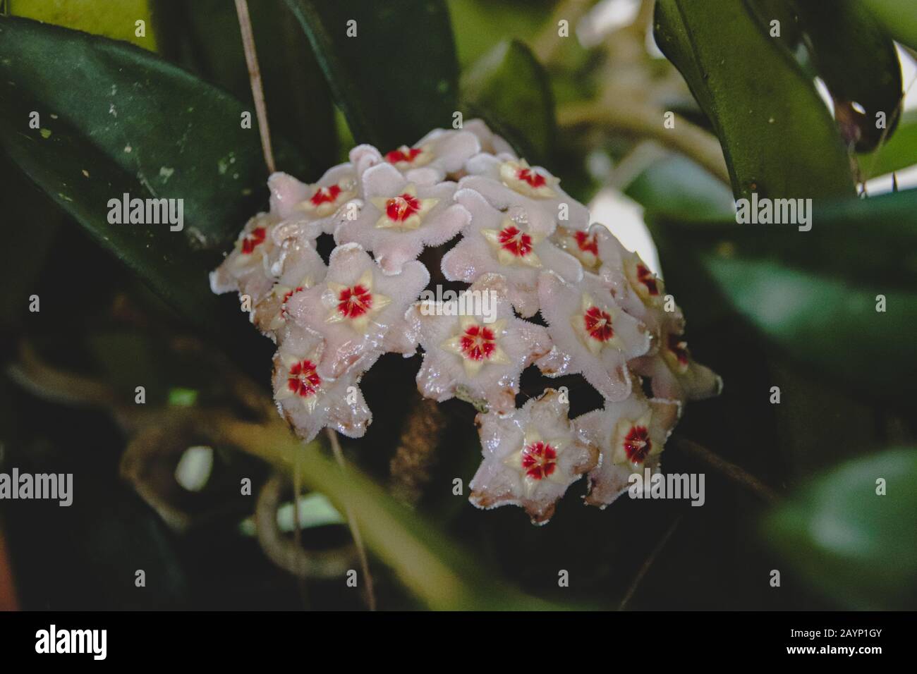 Fiore di Hoya Vines, stupefacente pianta interna di arrampicata per una decorazione domestica di tema di tempo di primavera Foto Stock
