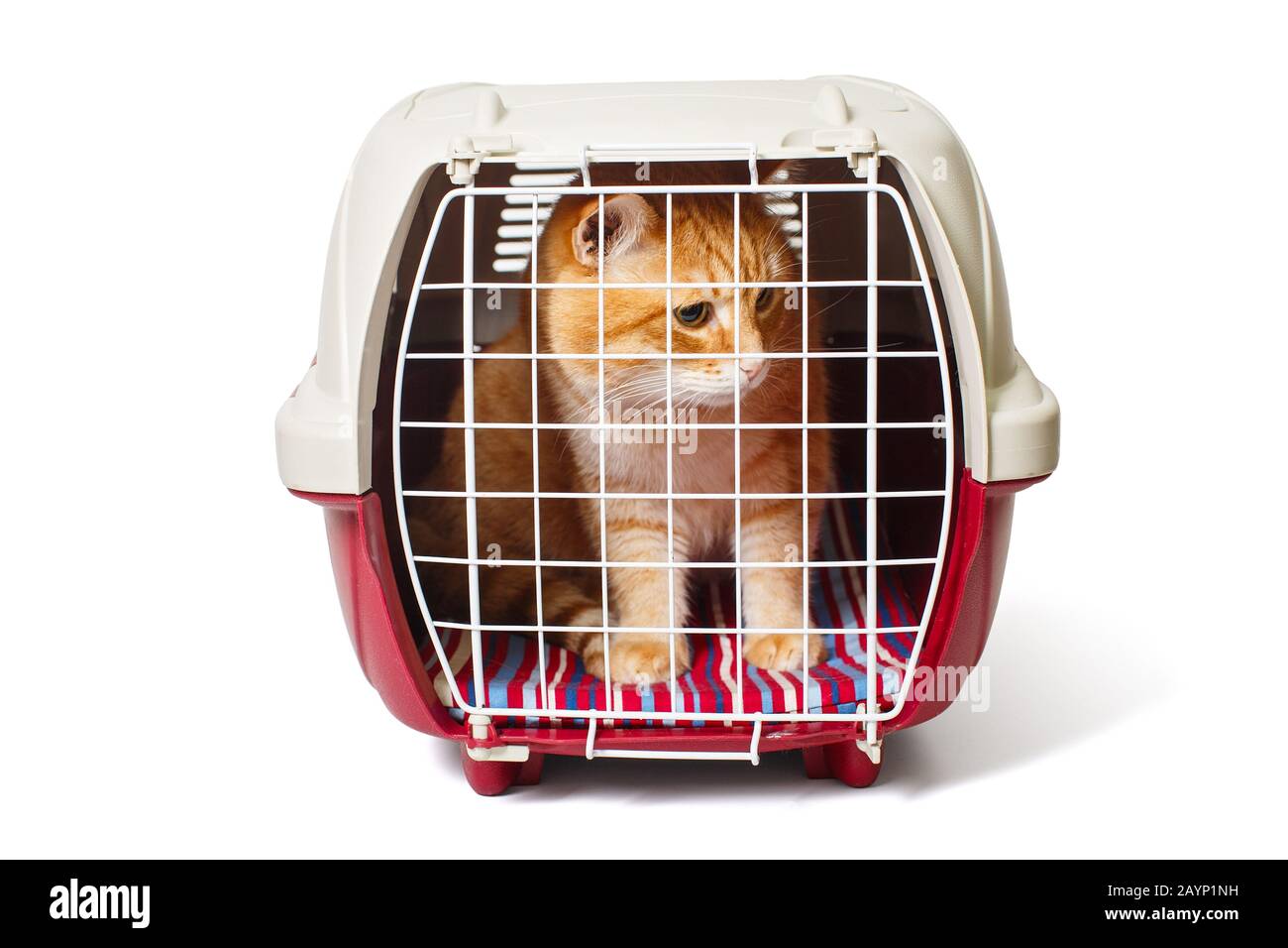 Gatto rosso seduto in un supporto da viaggio in plastica, isolato su bianco Foto Stock