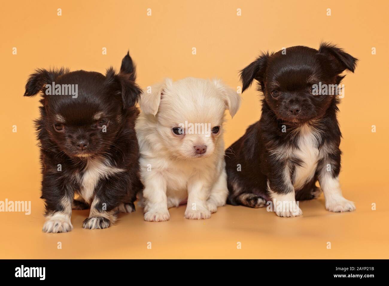 Tre piccoli cuccioli di Chihuahua su sfondo giallo Foto Stock