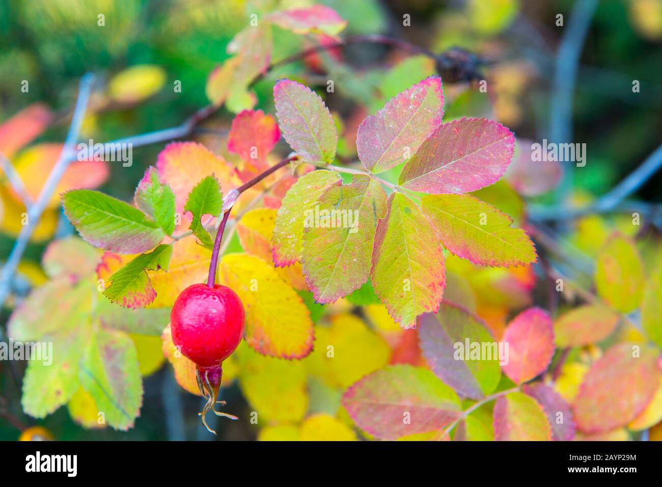 Un primo piano di un'anca rosa in autunno lungo la Mountain Home Road nelle Cascade Mountains sopra Leavenworth nello stato orientale di Washington, USA. Foto Stock