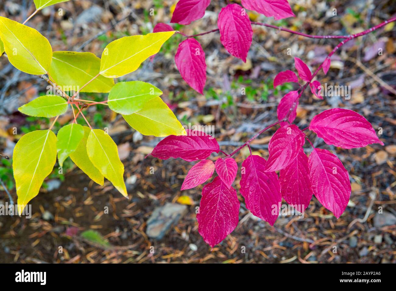 Un primo piano di foglie colorate in autunno lungo la Mountain Home Road nelle Cascade Mountains sopra Leavenworth nello stato orientale di Washington, USA. Foto Stock