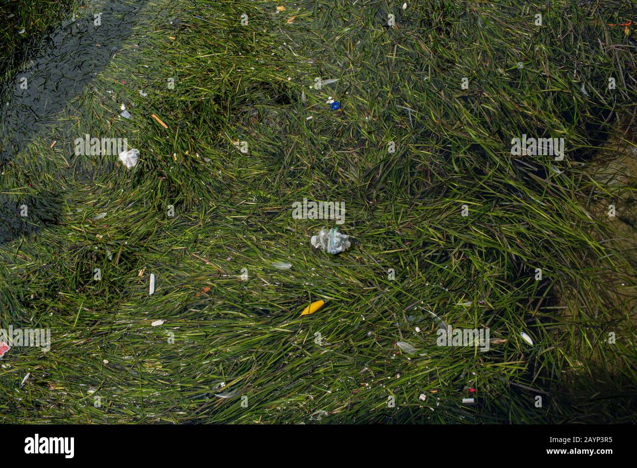 Bottiglie di plastica e altri rifiuti nei canali di Chioggia, Italia. Foto Stock