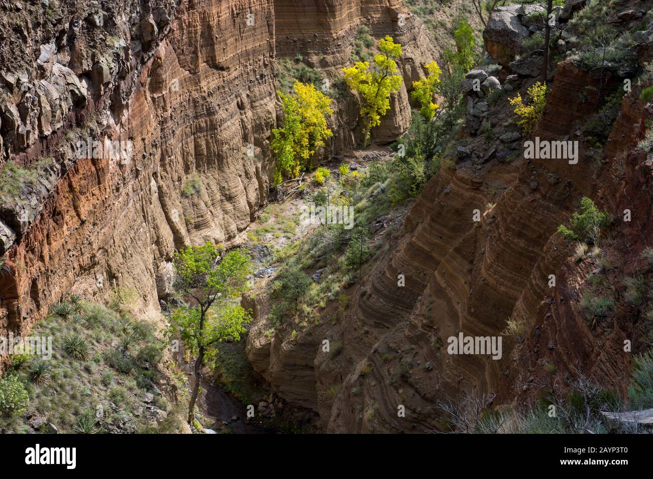 Vista del Frijoles Canyon dal Falls Trail al Bandelier National Monument vicino a Los Alamos, New Mexico, USA. Foto Stock