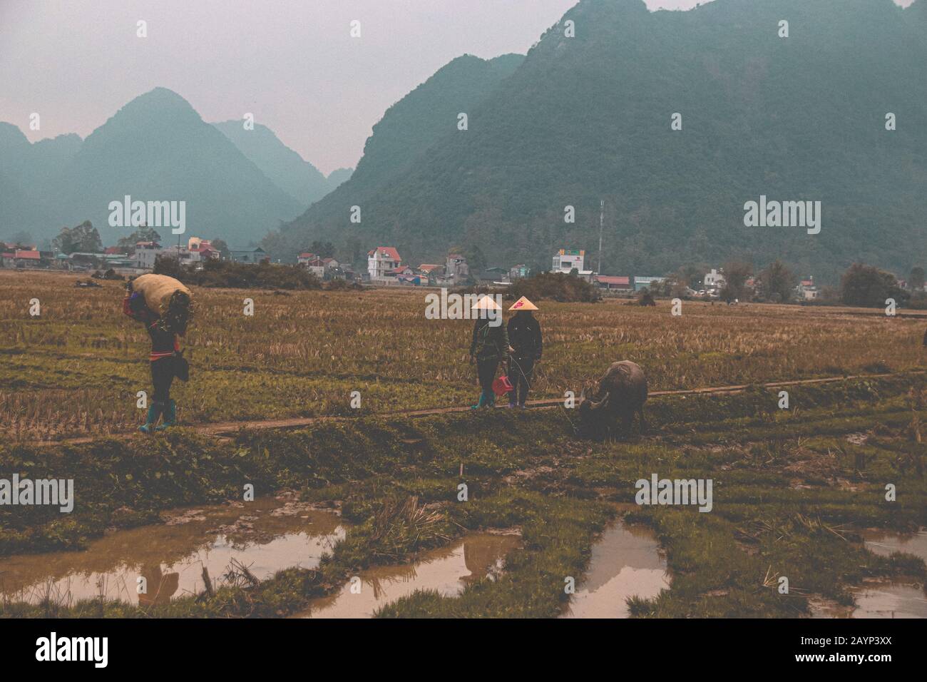 Scena rurale cinematografica degli agricoltori che lavorano nella risaia durante la stagione delle piogge in ha giang, Vietnam. Foto Stock