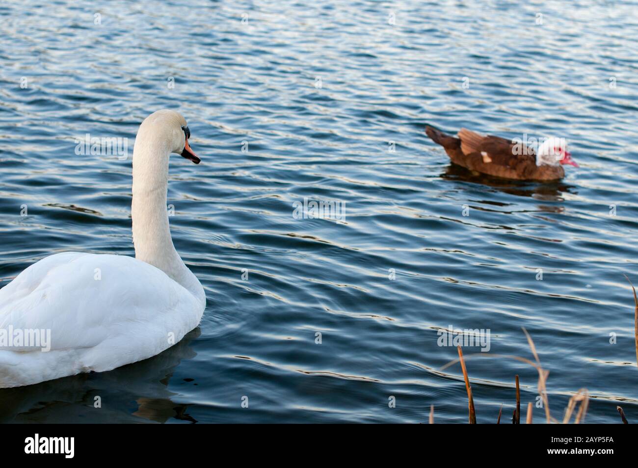 cigni bianchi su un lago d'autunno in una giornata di sole Foto Stock