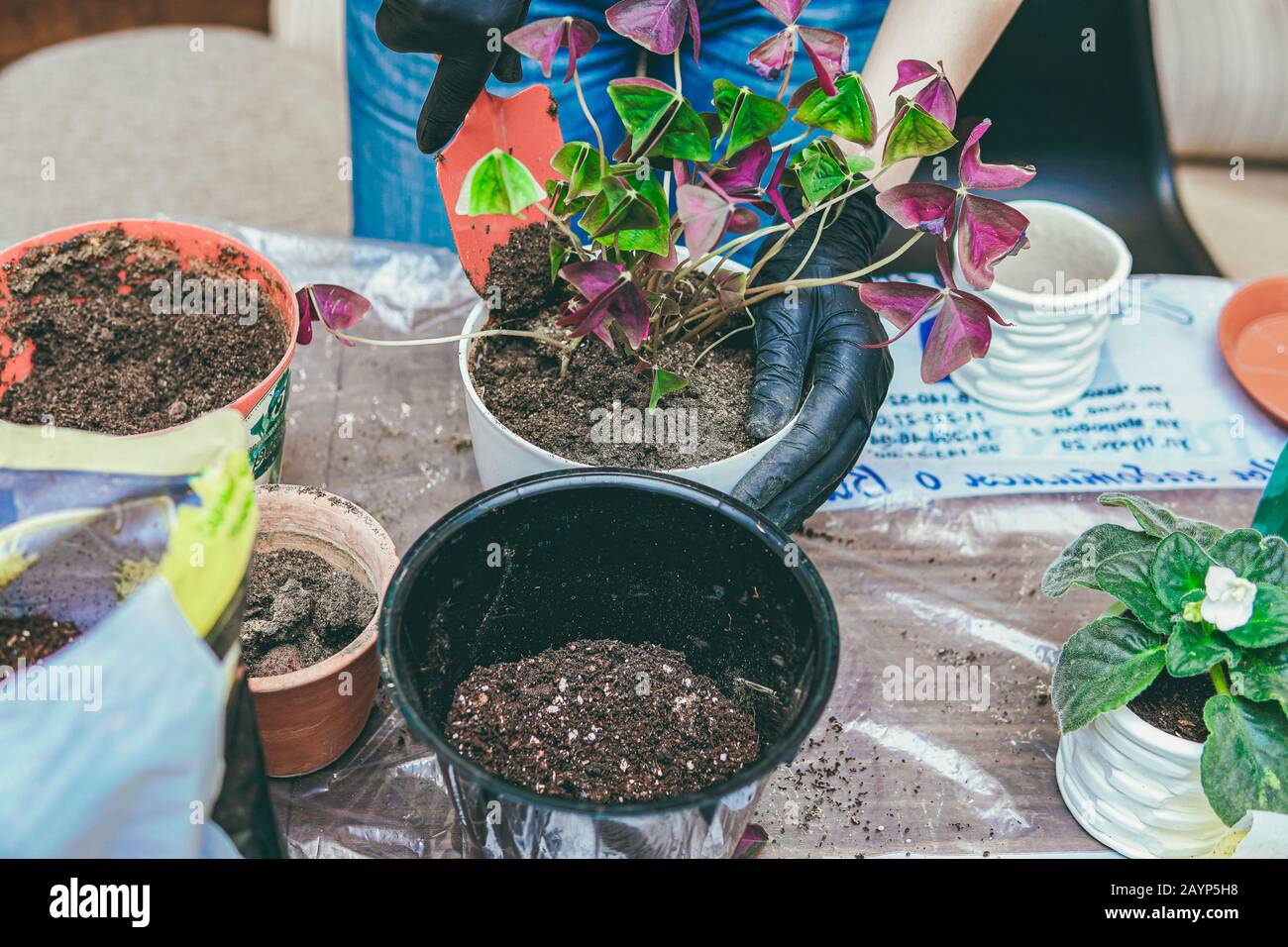 Cura della donna circa le piante domestiche usando la pala. Hobby di giardinaggio interno. Messa a fuoco selettiva. Foto Stock