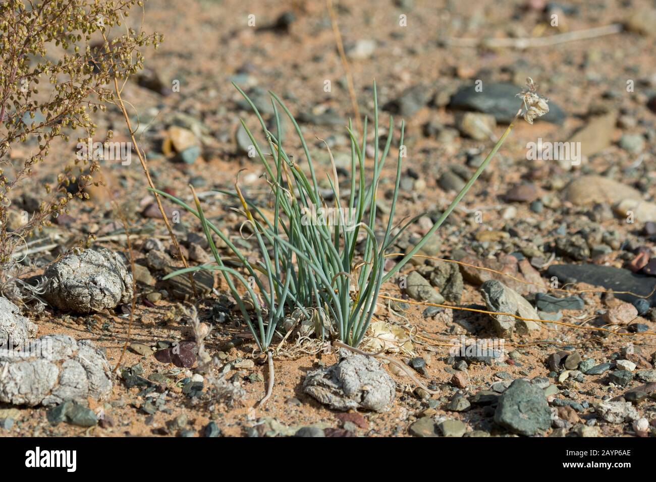 Erba cipollina selvatica che cresce in condizioni asciutte alle dune di sabbia di Hongoryn Els nel deserto di Gobi nella Mongolia meridionale. Foto Stock