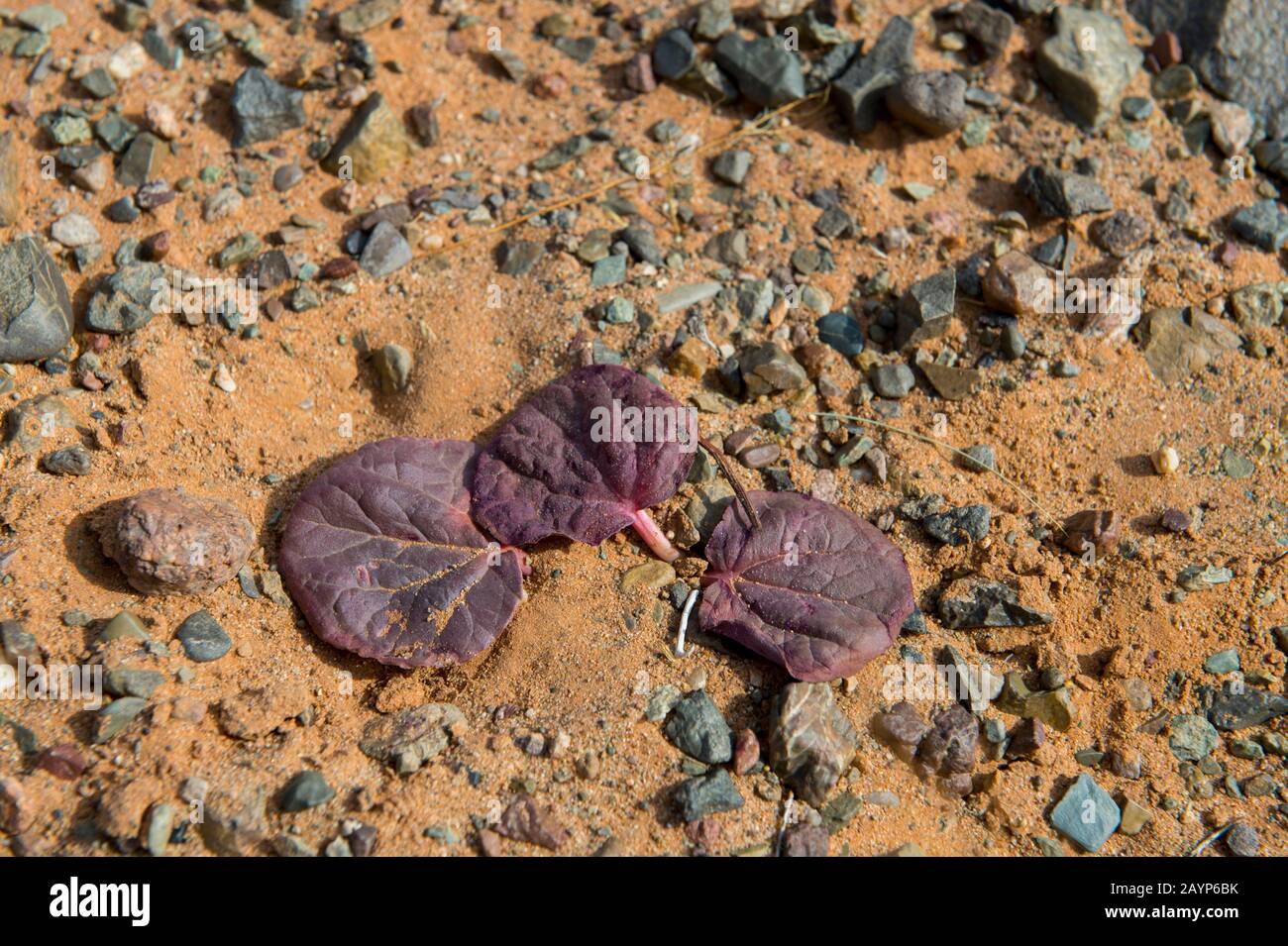 Il rabarbaro selvaggio sta crescendo in condizioni di asciutto alle dune di sabbia di Hongoryn Els nel deserto di Gobi nella Mongolia meridionale. Foto Stock