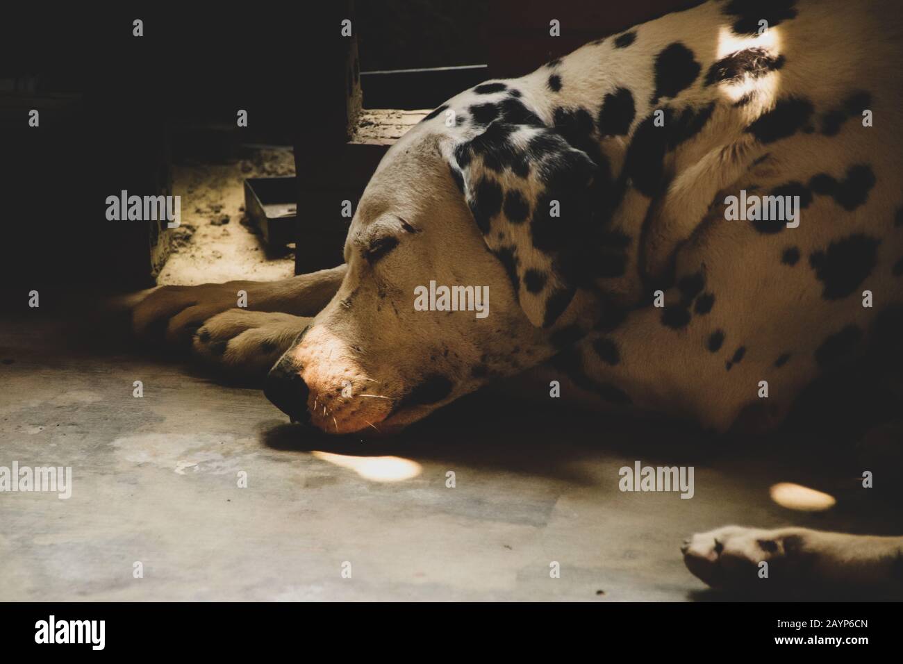 Un cane dalmata che dorme pacificamente durante il suo sonnellino pomeridiano Foto Stock