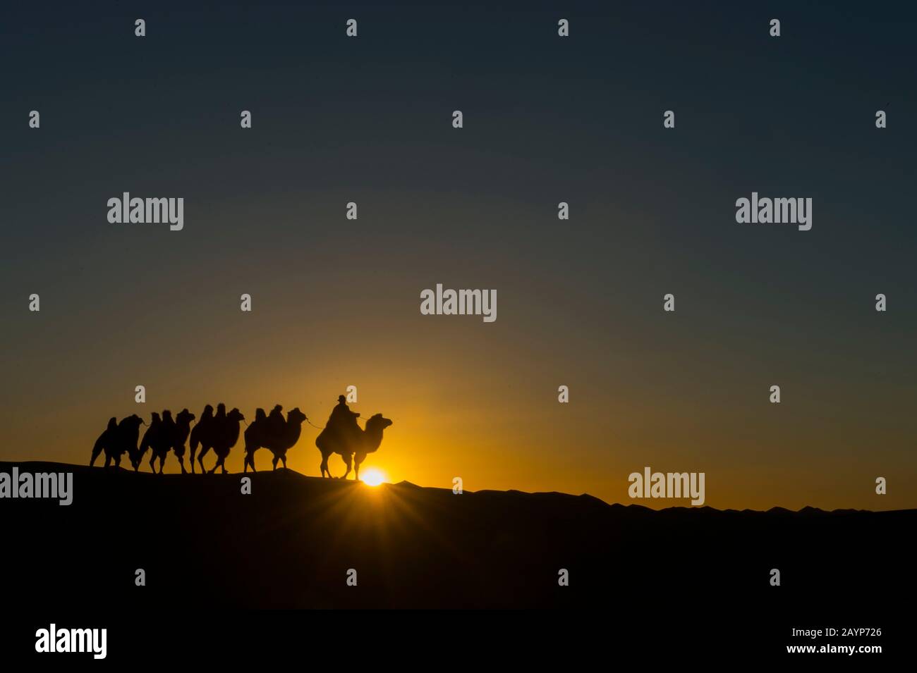 Un herder mongolo sta cavalcando con i cammelli del Bactrian al tramonto (sunburst) sulle dune di sabbia di Hongoryn Els nel deserto di Gobi, Gobi Gurvansaikhan National Foto Stock
