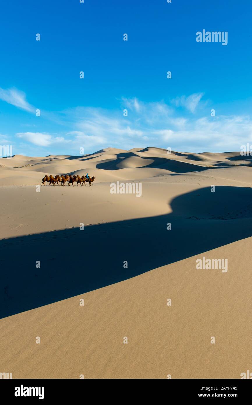 Un herder mongolo sta cavalcando con i cammelli del Bactrian nelle dune di sabbia di Hongoryn Els nel deserto di Gobi, il parco nazionale di Gobi Gurvansaikhan nel Mong meridionale Foto Stock
