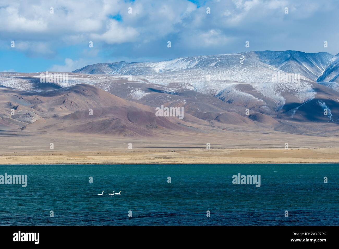 Il lago Shar Nurr con i cigni Whooper (Cygnus cynus) e i Monti Altai vicino alla città di Ulgii (Ölgii) nella provincia di Bayan-Ulgii, nella parte occidentale del Mon Foto Stock