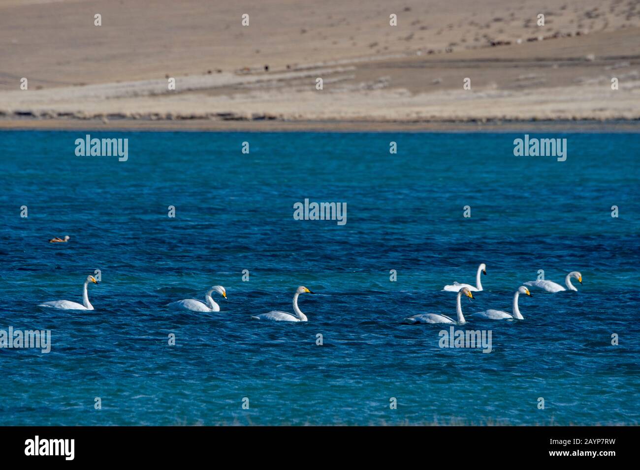 Whooper Swans (Cygnus cynus) nuoto sul Lago Shar Nurr nei Monti Altai vicino alla città di Ulgii (Ölgii) nella provincia di Bayan-Ulgii nella M occidentale Foto Stock