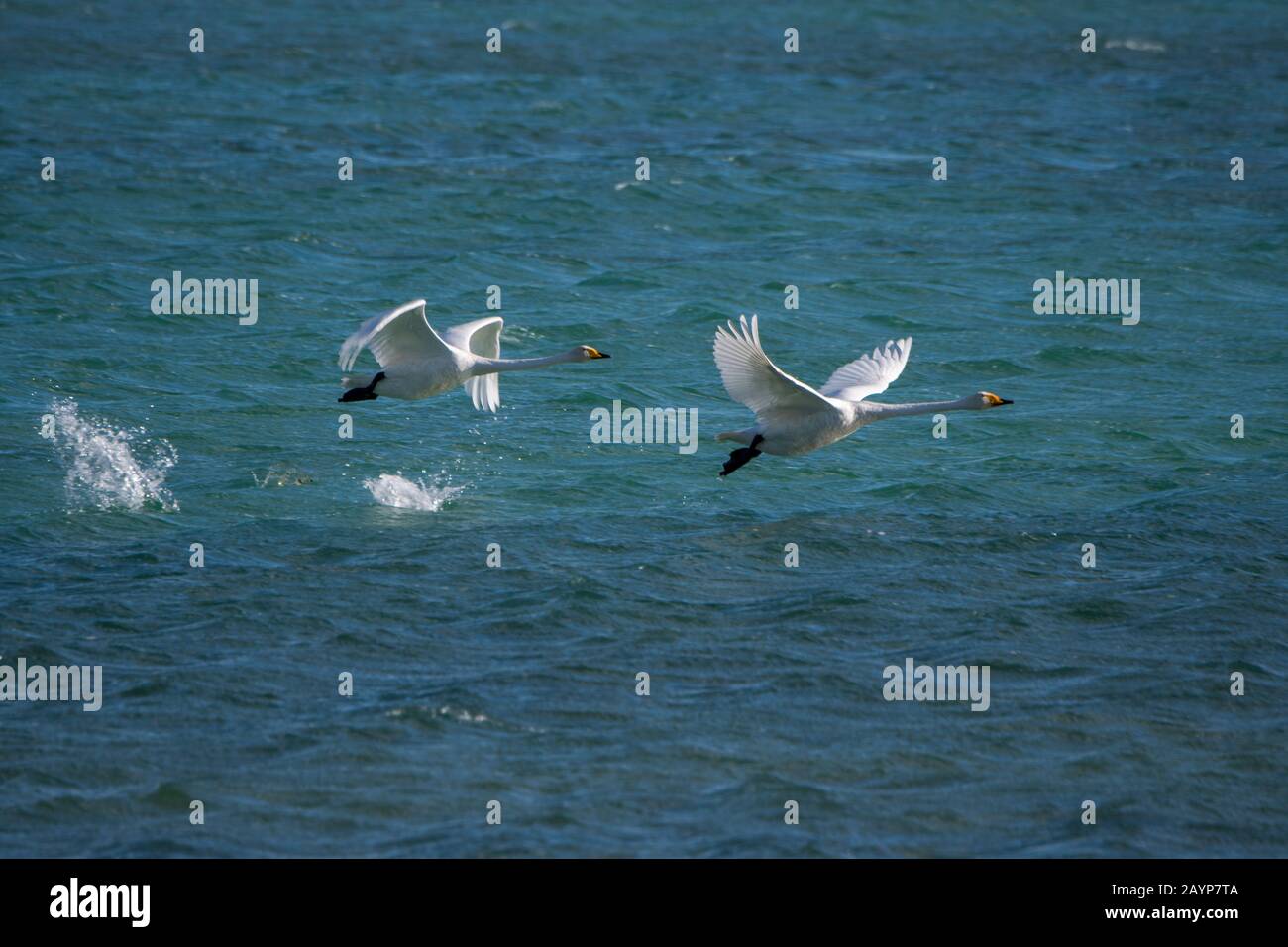 I cigni di Whooper (Cygnus cynus) decollare dal lago Shar Nurr nelle montagne di Altai vicino alla città di Ulgii (Ölgii) nella provincia di Bayan-Ulgii a weste Foto Stock