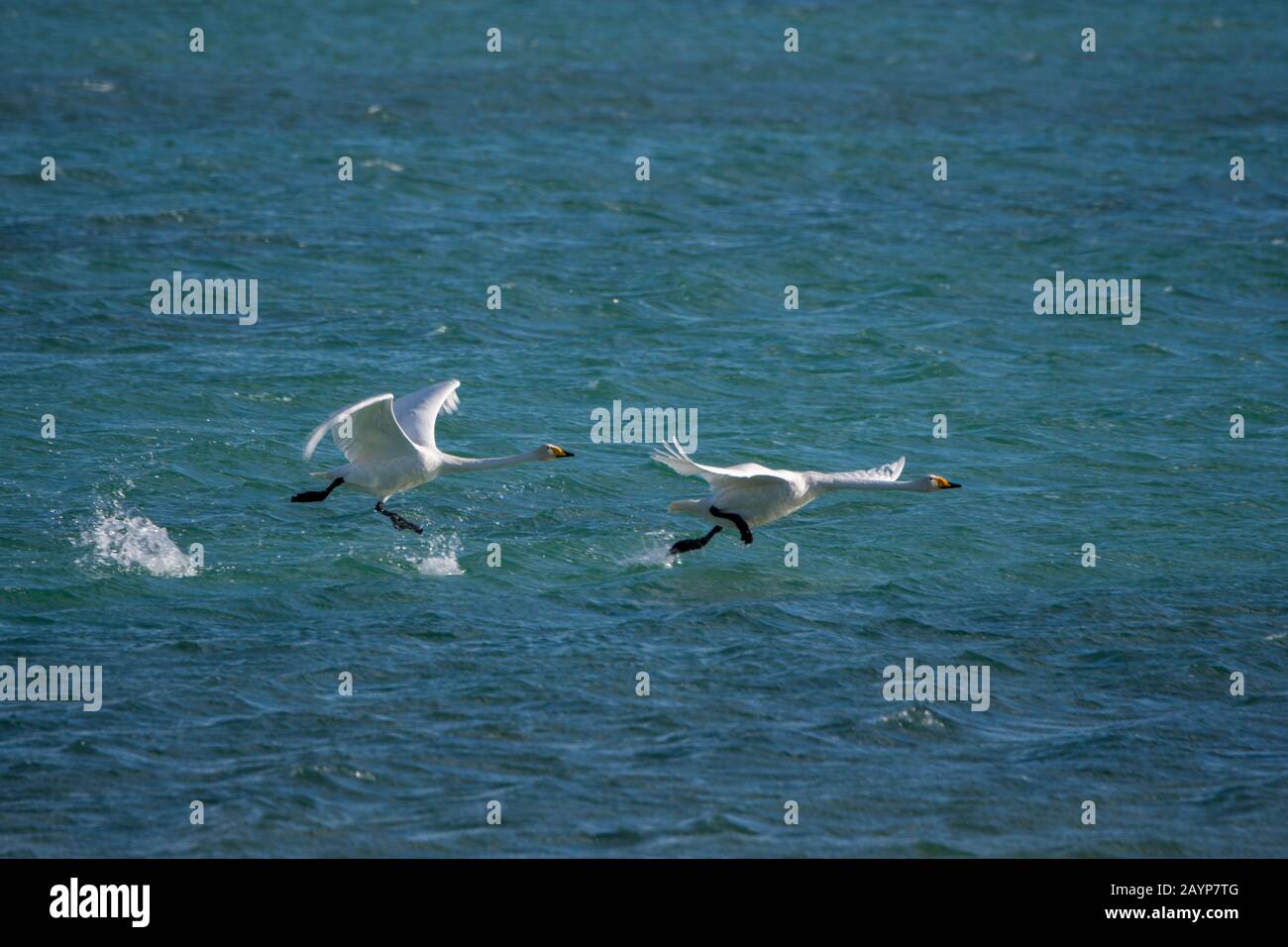 I cigni di Whooper (Cygnus cynus) decollare dal lago Shar Nurr nelle montagne di Altai vicino alla città di Ulgii (Ölgii) nella provincia di Bayan-Ulgii a weste Foto Stock