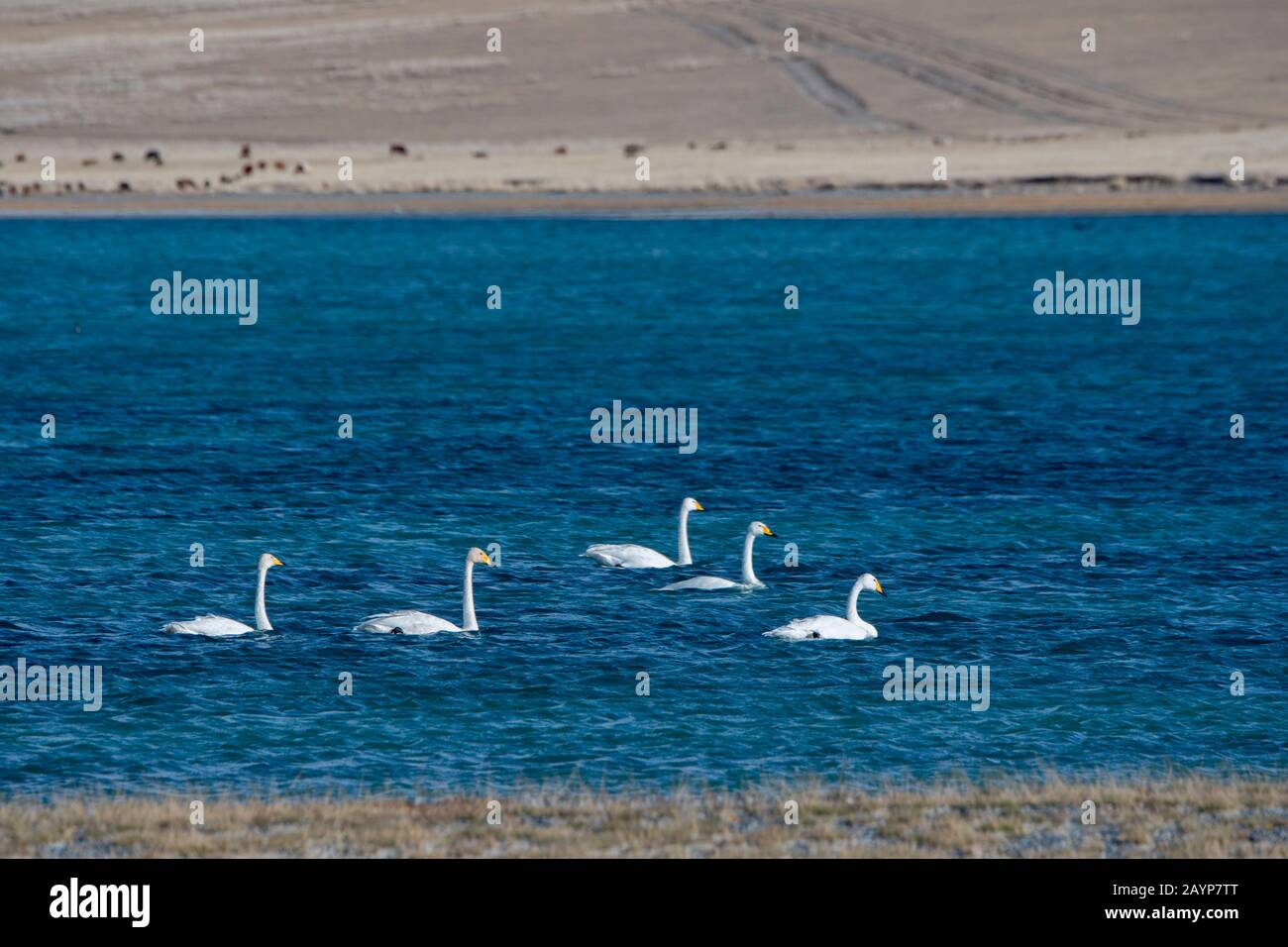 Whooper Swans (Cygnus cynus) nuoto sul Lago Shar Nurr nei Monti Altai vicino alla città di Ulgii (Ölgii) nella provincia di Bayan-Ulgii nella M occidentale Foto Stock