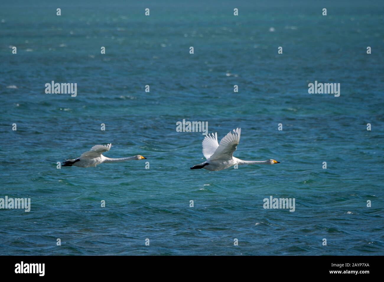 I cigni di Whooper (Cygnus cynus) decollare dal lago Shar Nurr nelle montagne di Altai vicino alla città di Ulgii (Ölgii) nella provincia di Bayan-Ulgii a weste Foto Stock