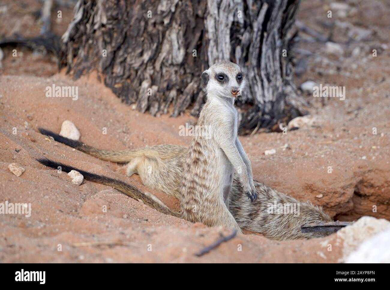 Carino Meerkat nel parco sudafricano nel deserto di Kalahari Foto Stock