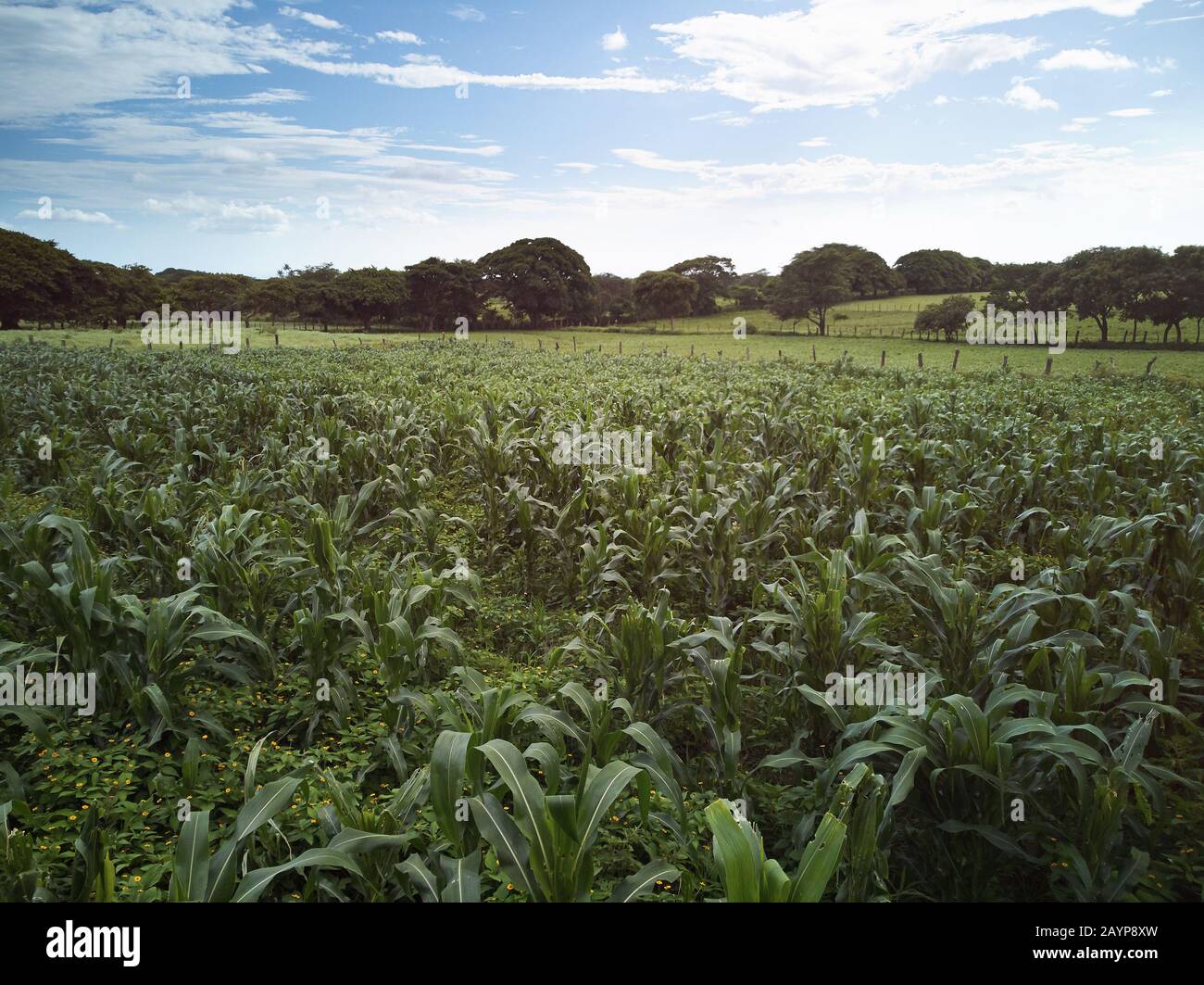 Campo agricolo verde mais in giornata di sole brillante Foto Stock