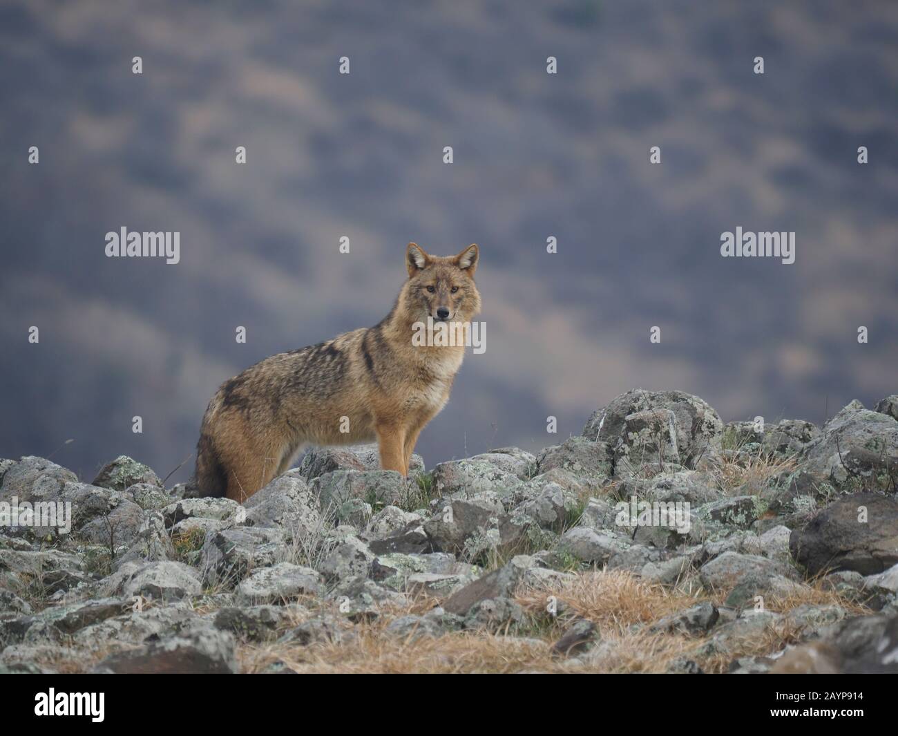 European jackal, Canis aureus moreoticus, mammifero singolo, Bulgaria, febbraio 2020 Foto Stock