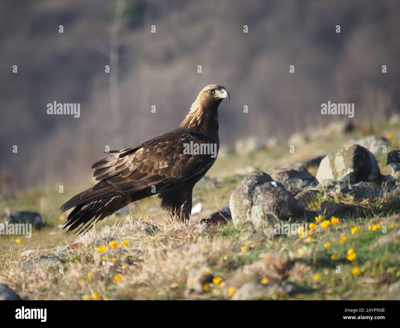 Aquila reale, crisaetos Aquila, uccello singolo a terra, Bulgaria, febbraio 2020 Foto Stock