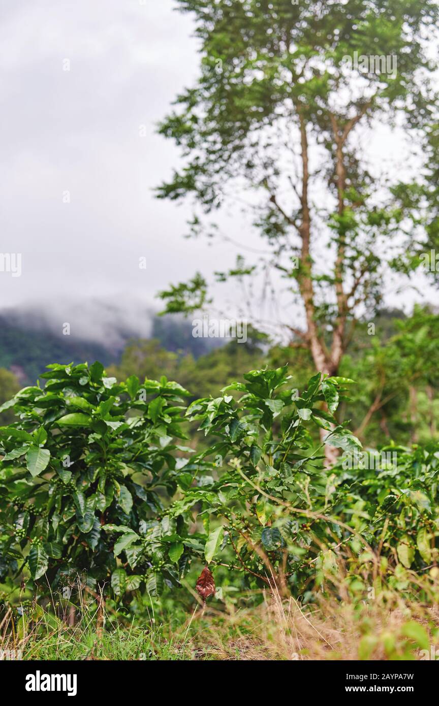 Caffè tema di affari agricoli. Piantagione di caffè sulla collina di montagna Foto Stock