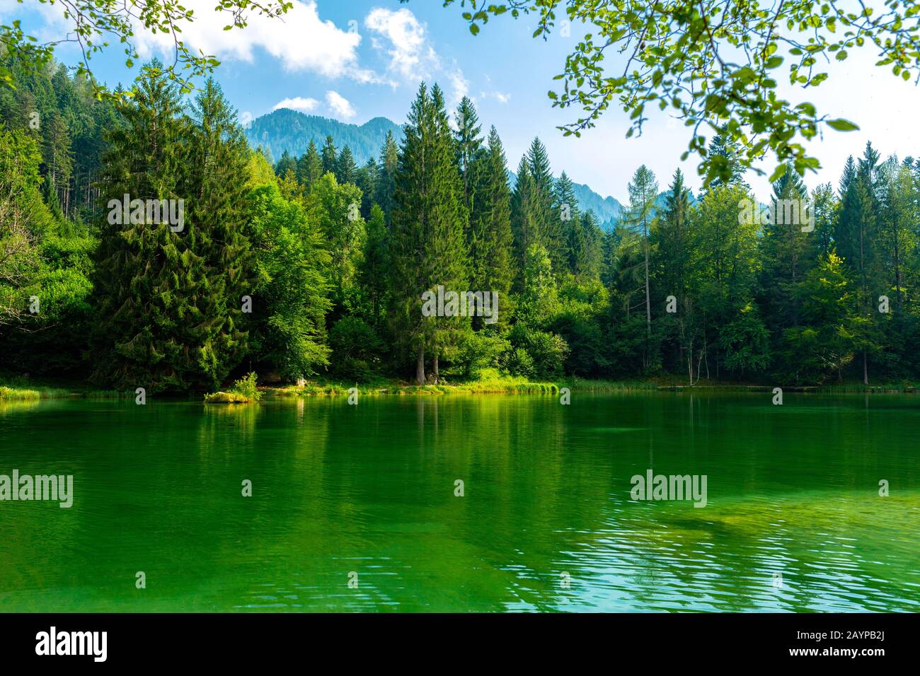 Lago Di Welsperg, Parco Naturale, Palatelle Di San Martino, Trentino, Italia Foto Stock