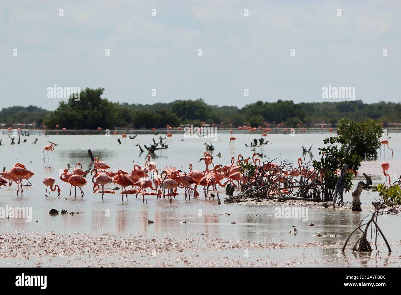 Fenicotteri americani (Fenicopterus ruber) in un lagoo di mangrovie poco profondo (Laguna Rosada). Telchac Puerto, Messico Foto Stock