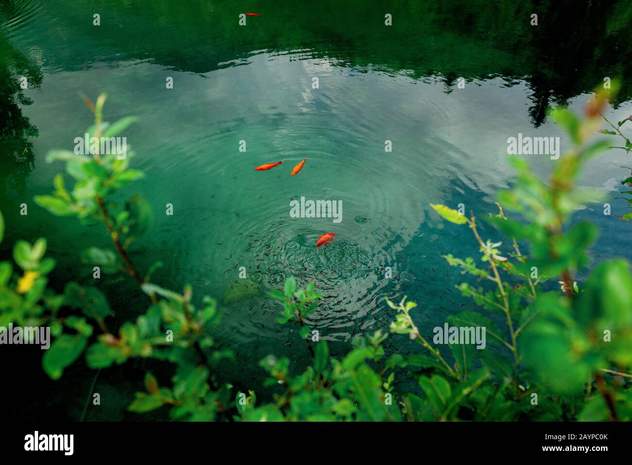 Giapponese Koi Carpswim, carpa sulla superficie dell'acqua nel lago Welsperg Lago, Parco Naturale, pale di San Martino, Trentino, Italia Foto Stock