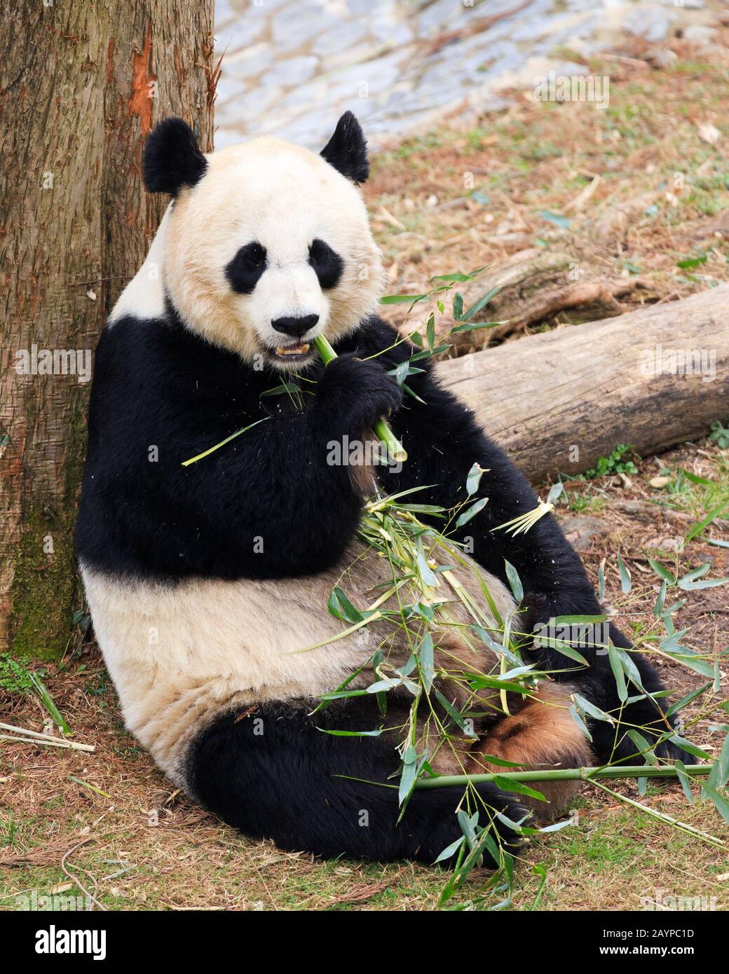 Guarda l'orso del panda gigante con i punti bianchi e neri che mangiano bamboo mentre si siede a terra allo Smithsonian's National Zoo di Washington, DC Foto Stock