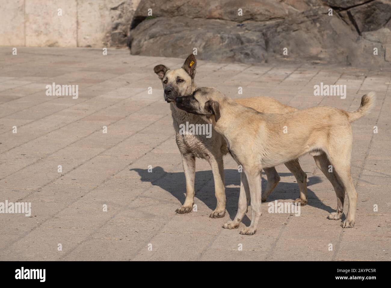 Coppia grigia cani randagi giocare Foto Stock