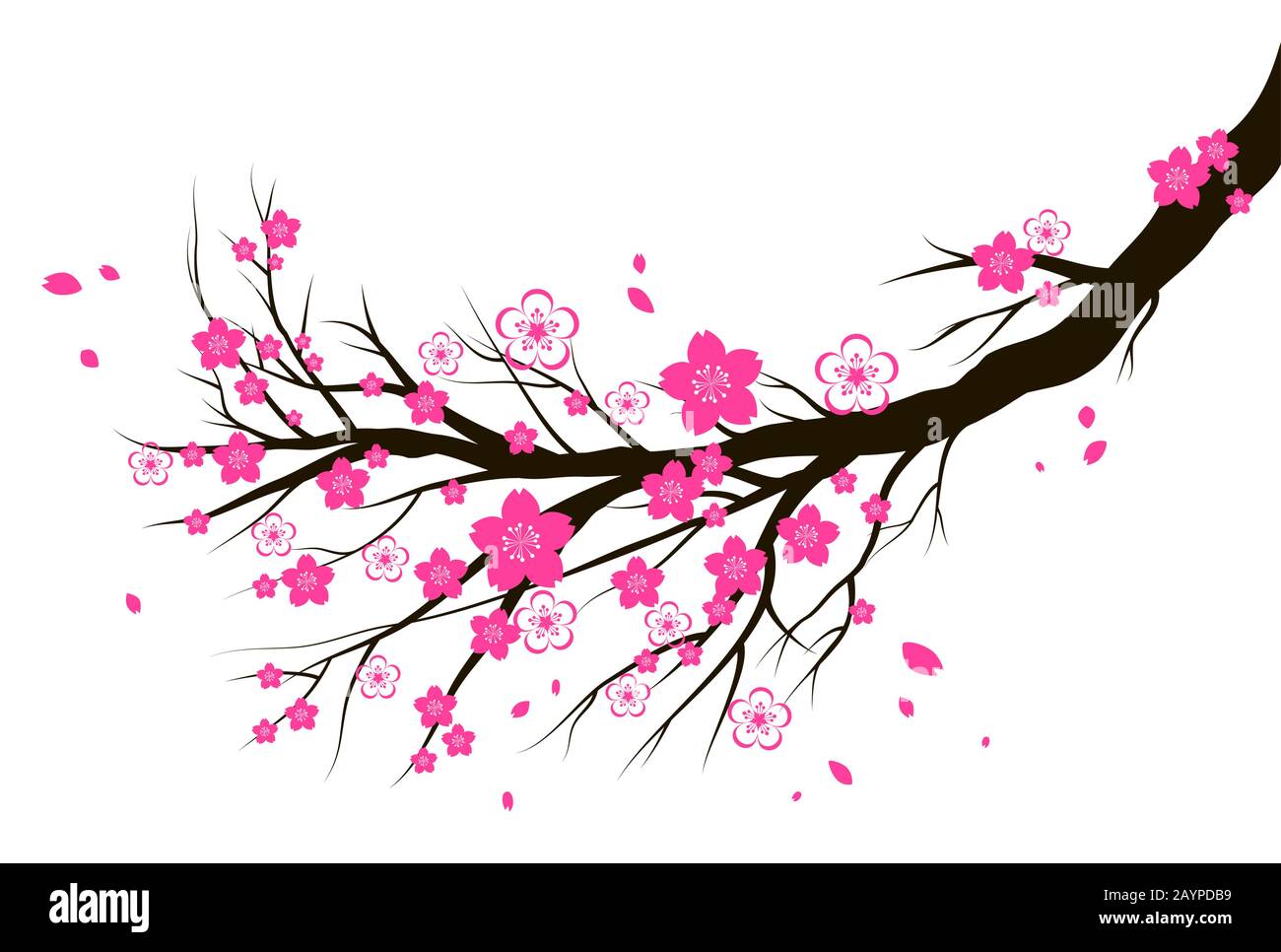 Ciliegia fiorente di primavera o ramo di fiore sakura. Illustrazione Vettoriale