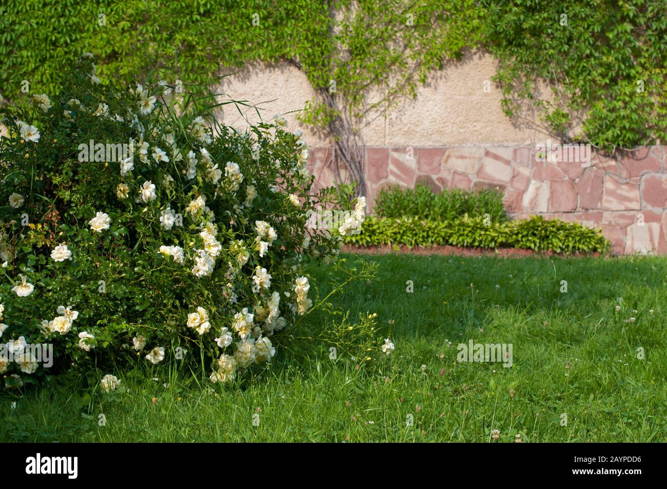bellissimi fiori bianchi e cespugli nel parco all'aperto sullo sfondo di alberi verdi Foto Stock