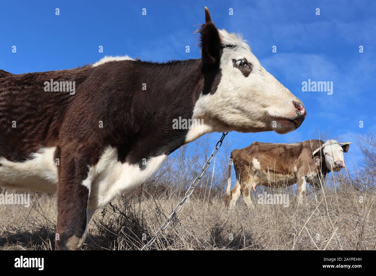 Mucca con govia che pascolano nella foresta. Paesaggio rurale in freddo clima, agricoltura e allevamento di bestiame concetto Foto Stock