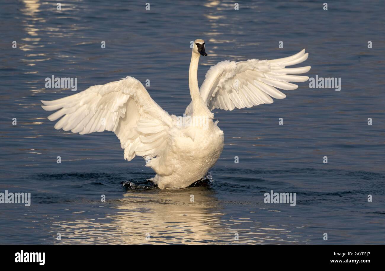 Trombettista cigno (Cygnus buccinator) in un lago, Iowa, Stati Uniti. Foto Stock