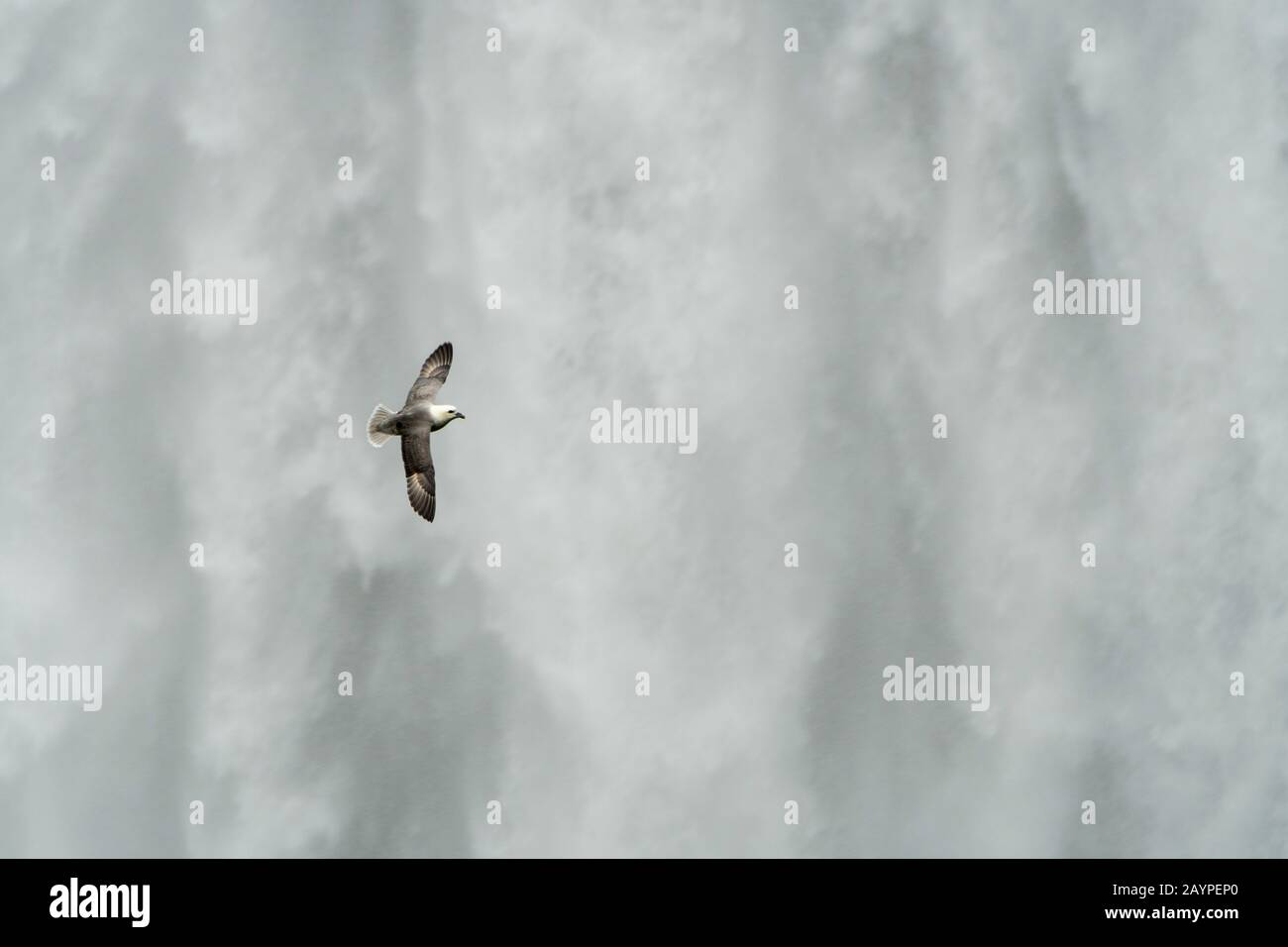 Un fulmar settentrionale (Fulmarus glacialis) che vola di fronte allo Skogafoss è una delle più grandi cascate del sud dell'Islanda, con una larghezza di 15 metri Foto Stock