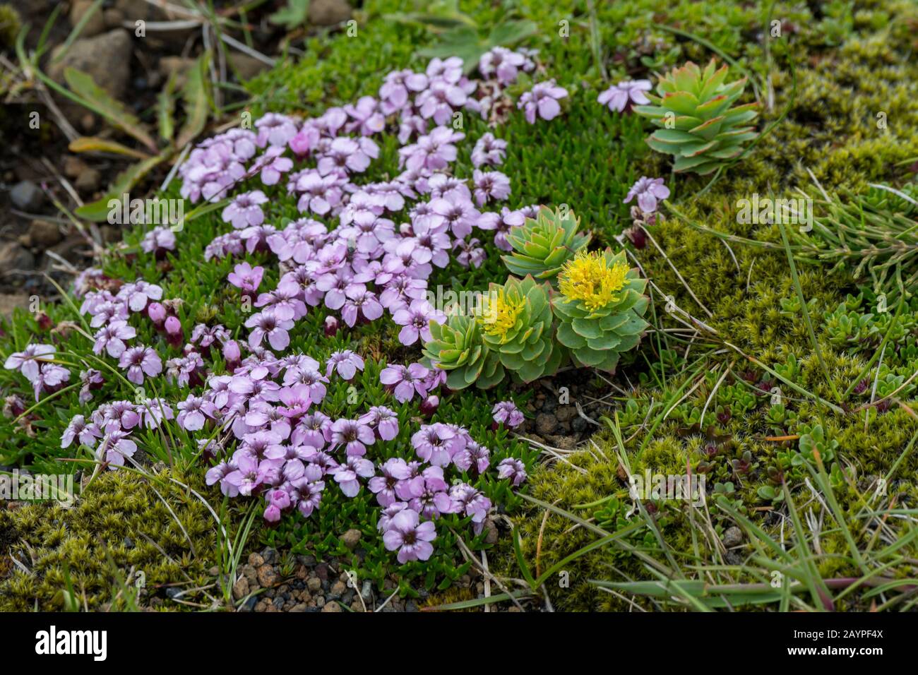 Moss campion (Silene acaulis) e Roseroot (Rhodiola rosea) fiorendo sulla cima di Dyrholaey, una piccola penisola, o promontorio, si trova a sud c Foto Stock