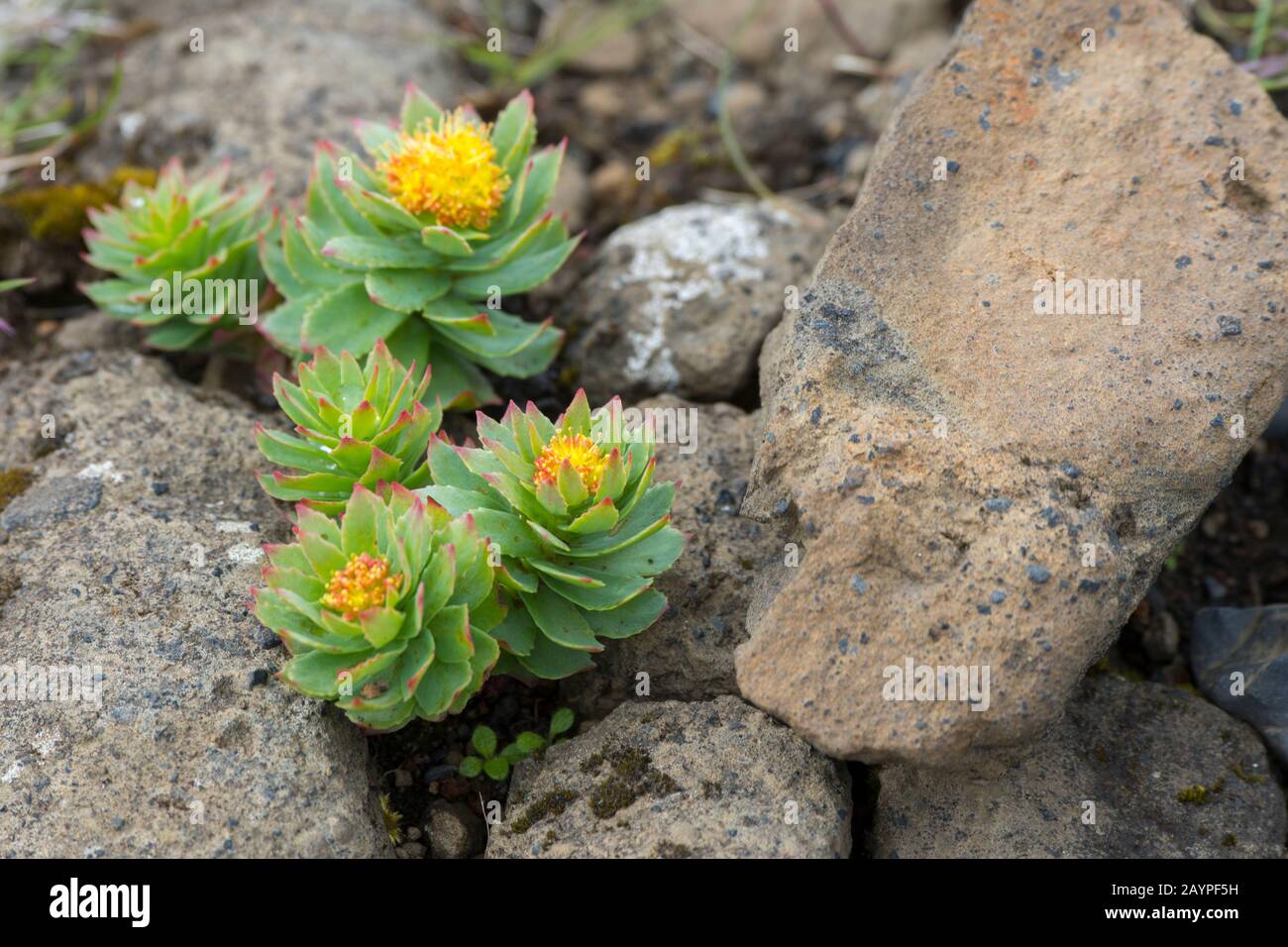 Roseroot (Rhodiola rosea) fiorita sulla cima di Dyrholaey, una piccola penisola, o promontorio, si trova sulla costa meridionale dell'Islanda, non lontano dal Foto Stock