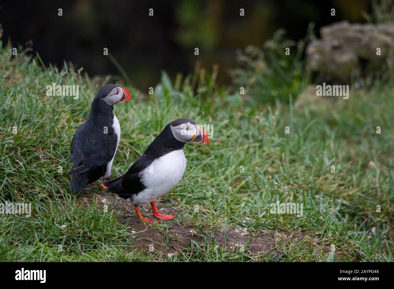 Due pulcinelle dell'Atlantico (Fratercola arctica), conosciuta anche come la puffina comune, seduta su una sporgenza erbosa presso la colonia di uccelli marini vicino a Borgarfjordur ad est Foto Stock