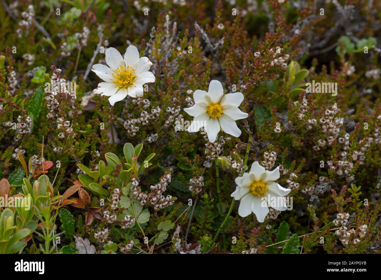Montagne avens (Dryas octopetala) vicino a Hofteigur, che è il fiore nazionale dell'Islanda. Foto Stock