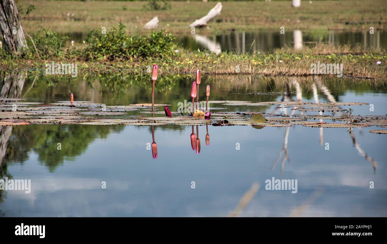 Vista panoramica del lago con ninfee intorno a Neak Poan che è un'isola artificiale con un tempio buddista su un'isola circolare Foto Stock
