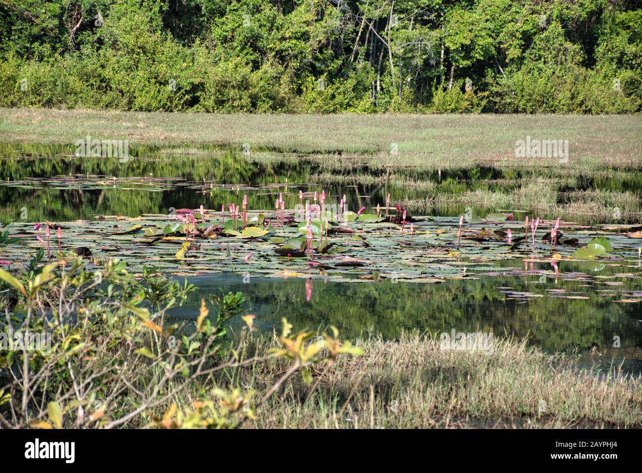 Vista panoramica del lago con ninfee intorno a Neak Poan che è un'isola artificiale con un tempio buddista su un'isola circolare Foto Stock