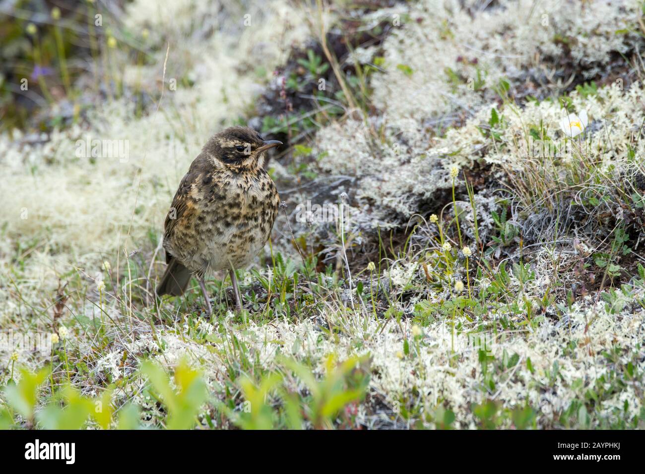 A Redwing (Turdus iliacus) è alla ricerca di cibo sul terreno coperto lichen al lago Myvatn nel nord-est dell'Islanda. Foto Stock