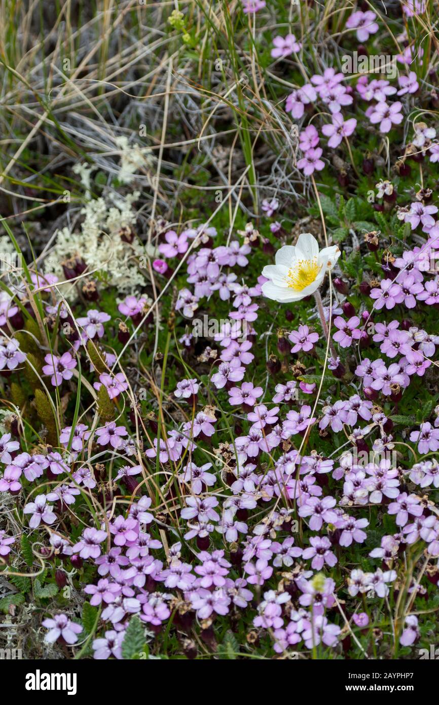 Moss Campion (Silene acaulis) e Mountain avens (Dryas octopetala) a Hofdi al Lago Myvatn nel nord-est dell'Islanda. Foto Stock