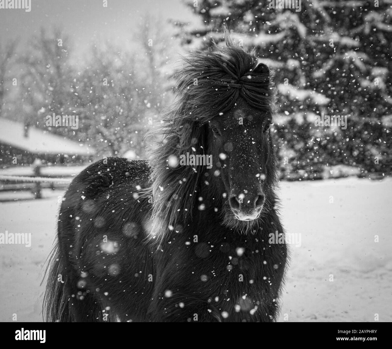 Un cavallo islandese castagnano gelding gioca nella neve Foto Stock