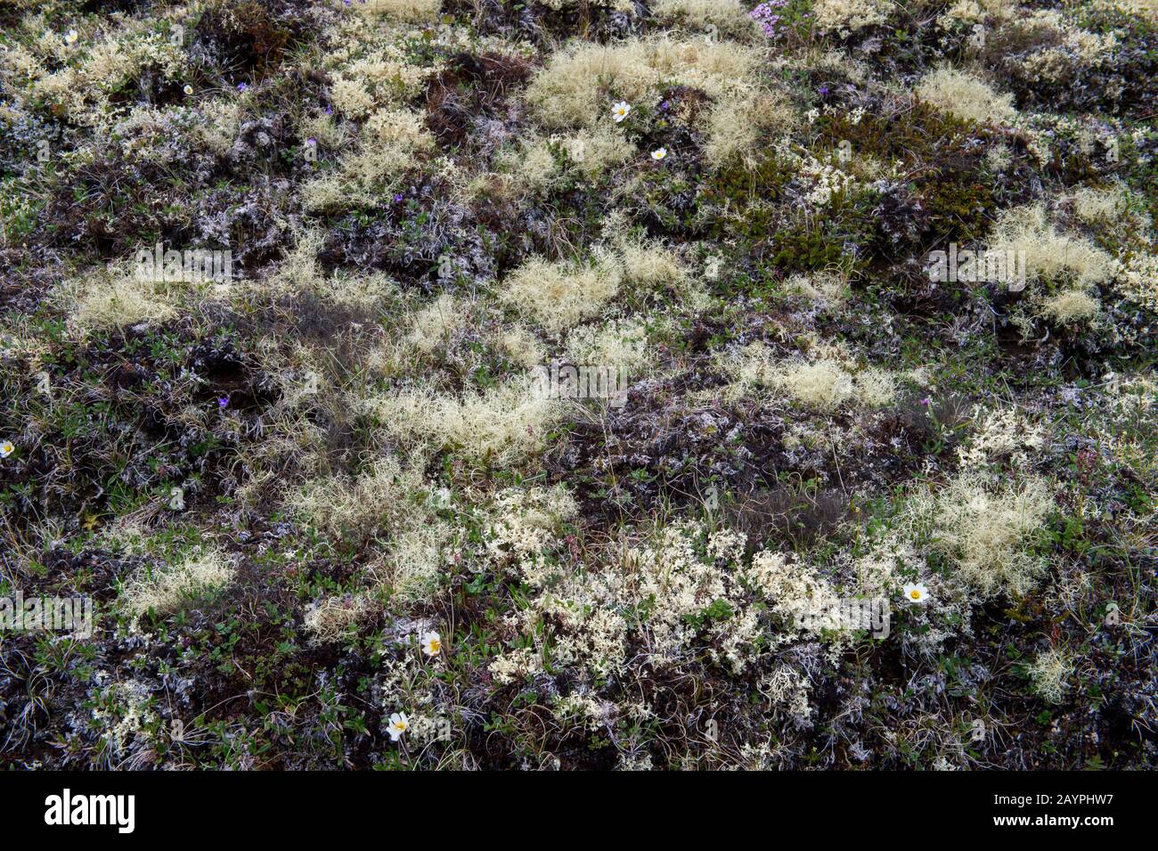 Lichen renne (Cladonia rangiferina) coprire il terreno a Hofdi al Lago Myvatn nel nord-est dell'Islanda. Foto Stock